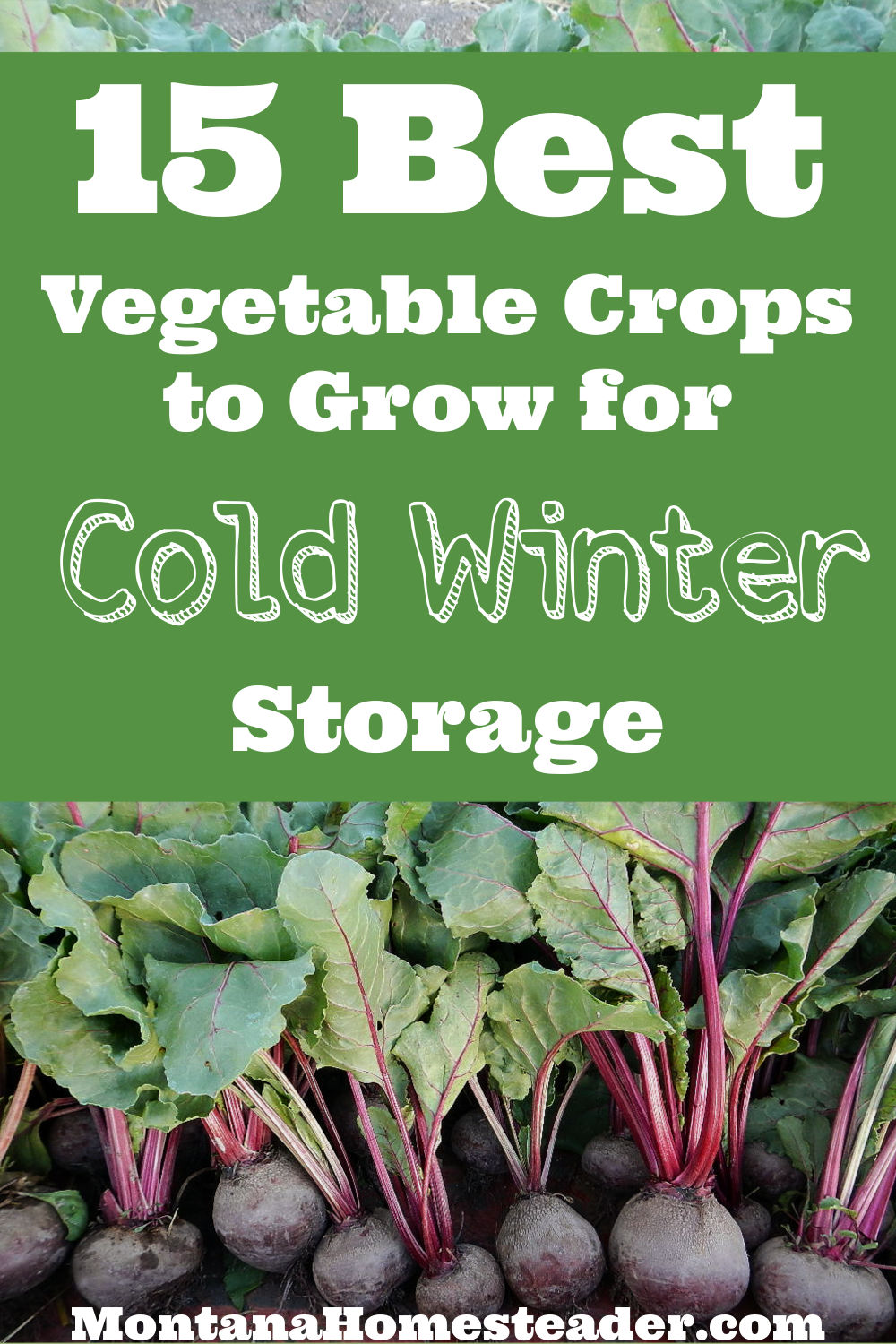What are the best crops to grow for cold winter storage