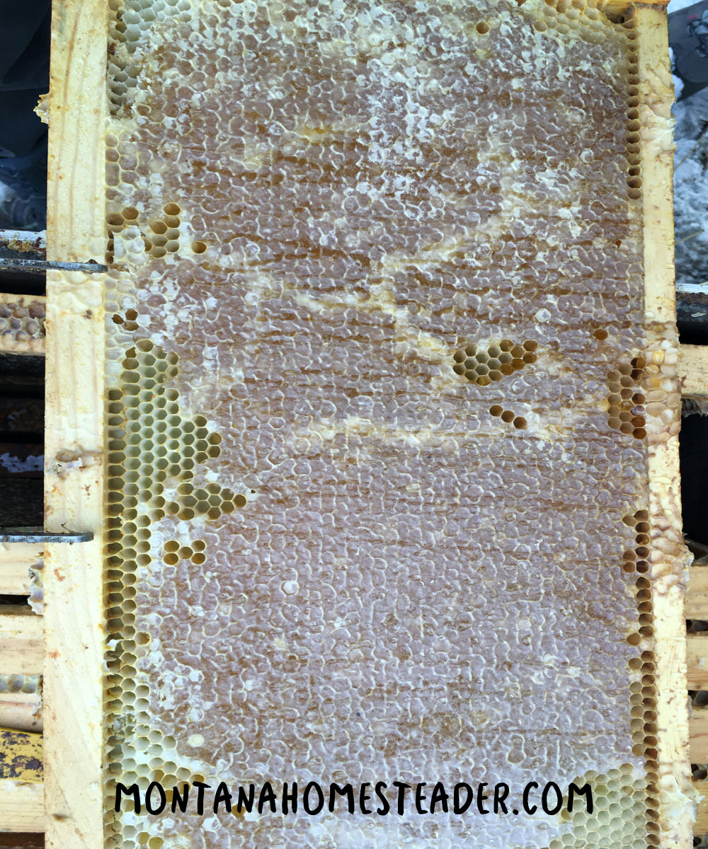 Full frame of honey removed from a dead bee hive that the bees did not eat