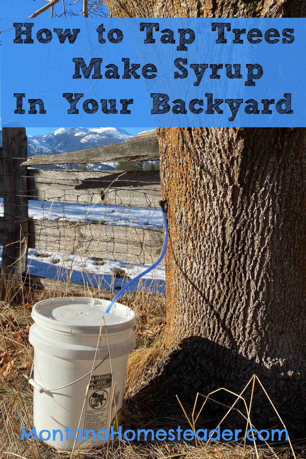 Learn how to tap trees to make syrup in your backyard