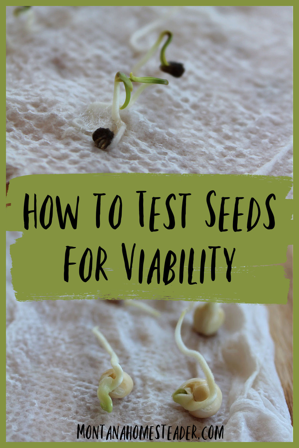How to test seeds for viability
