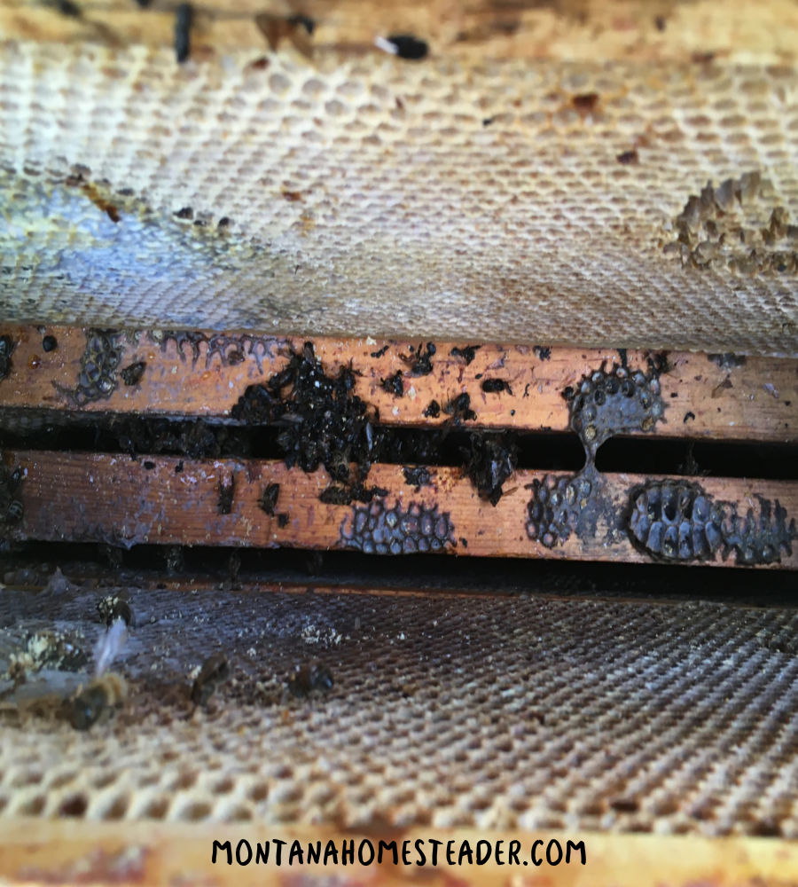 Looking down inside the frames of a dead bee hive to determine why the honey bees died