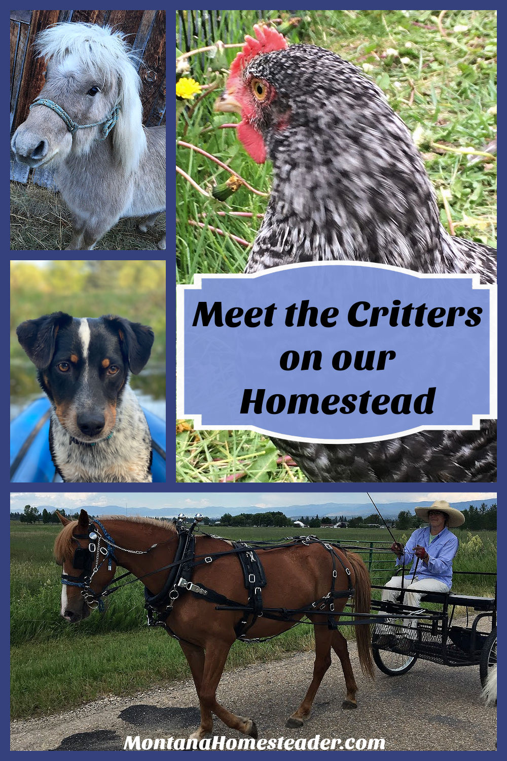 Collage of farm animals to introduce the critters on our Montana homestead