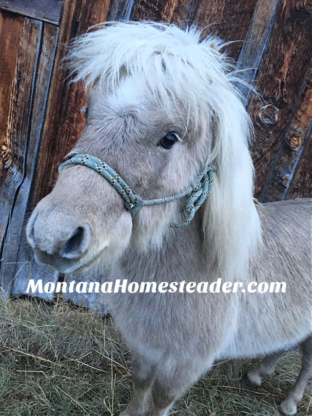 Shaggy Shetland pony named Muffin