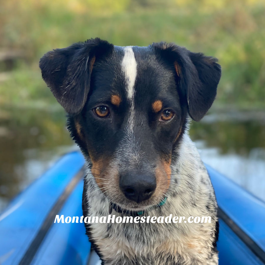 A miniature american shepherd australian shepherd cross dog