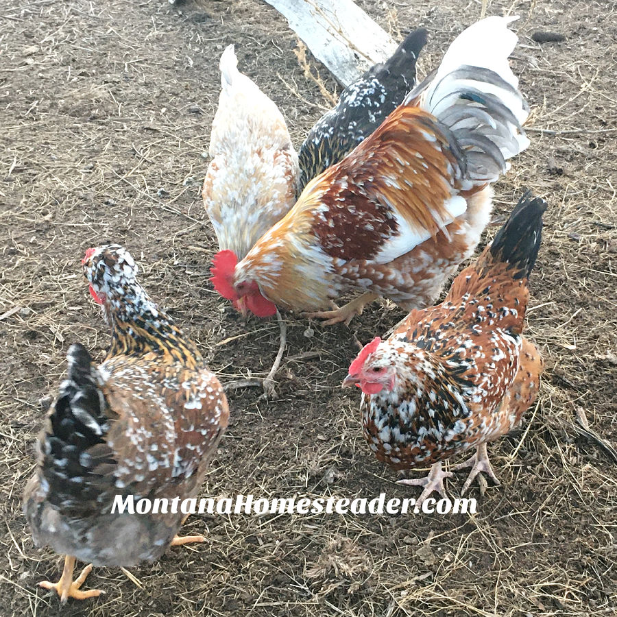 a flock of sweedish flower hens and their rooster