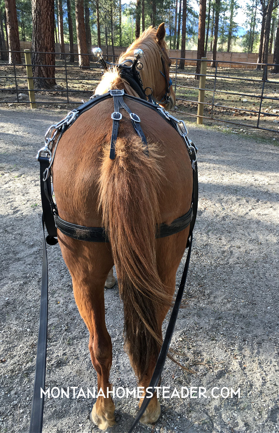Horse wearing a driving harness in training and practicing ground driving