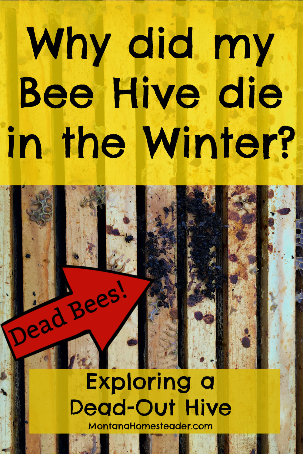 Exploring a dead out bee hive in winter