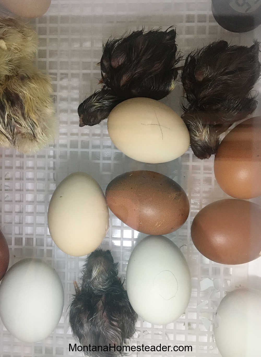 Hatching chicks in an incubator watching them peck out of the shell and dry off and when to move the chicks to the brooder