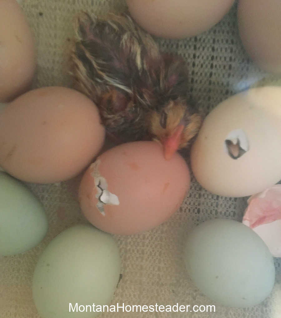 How to hatch chicks in an incubator watching chicks start to peck out of the shell with an egg tooth