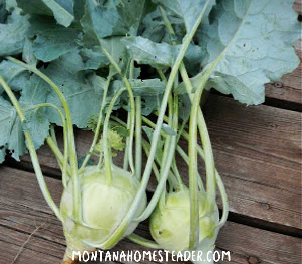 What is kohlrabi how to peel it and make traditional German Kohlrabi soup recipe