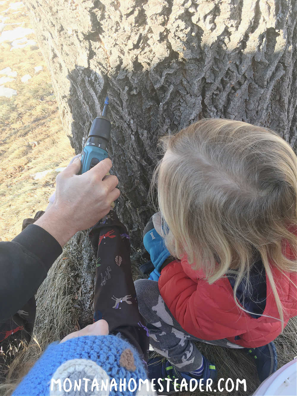 Teaching kids to tap maple box elder trees and drill hole in tree for spile to collect sap to make syrup