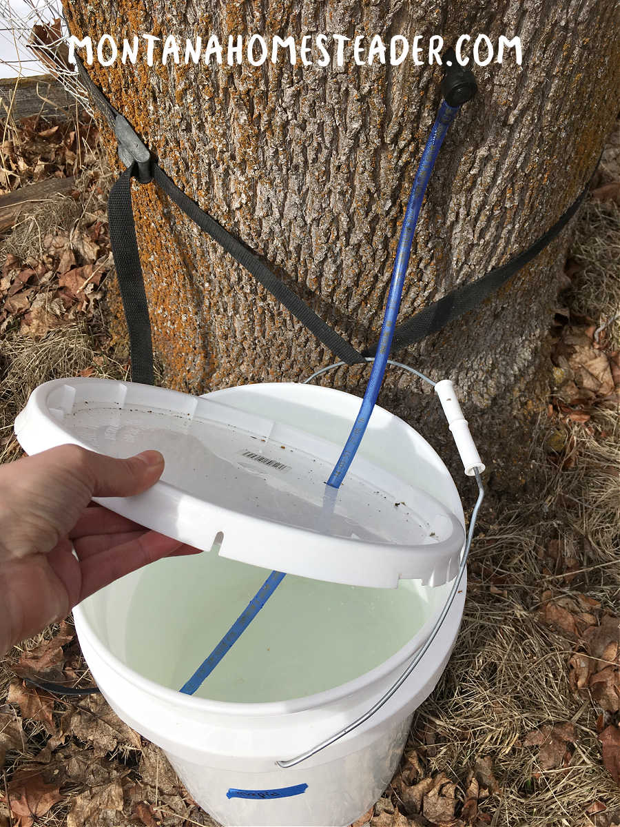 How to strap the sap collecting bucket to the tree so it doesn't blow away in the wind when tapping trees to collect sap to make syrup