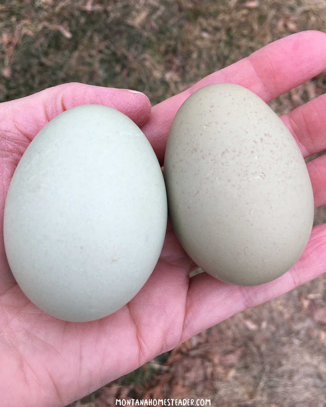 How to increase chicken egg production naturally raise chickens that are bred to lay more eggs picture of blue Easter Egger Americauna hen and Olive Egger big olive green chicken egg