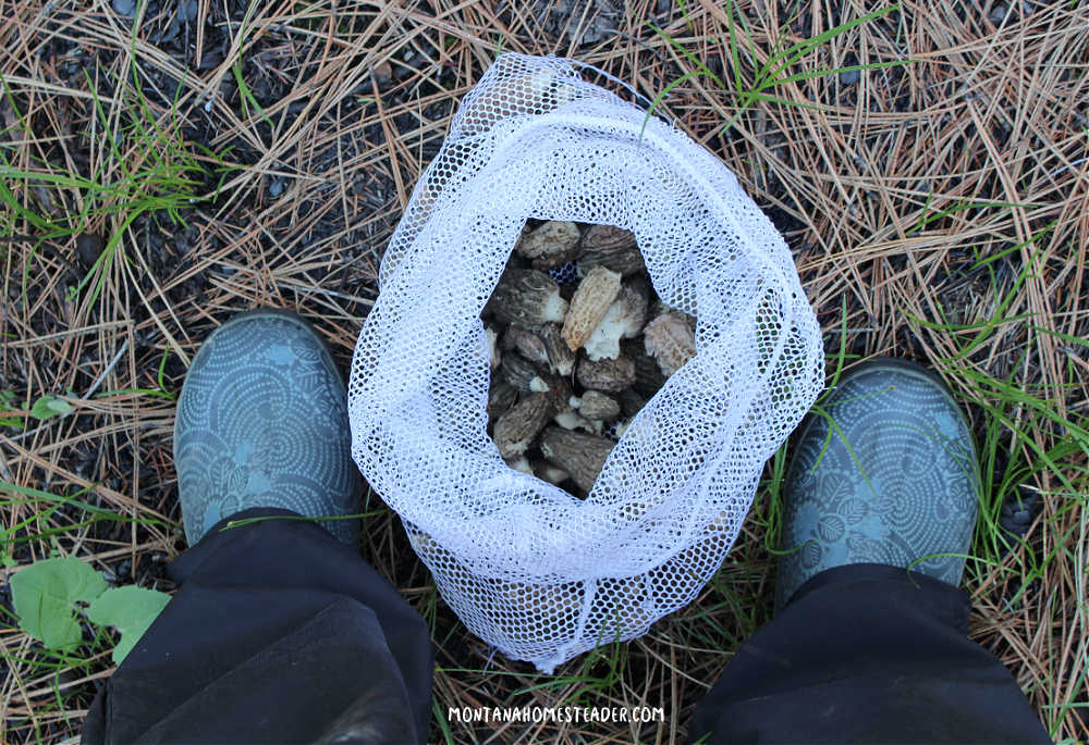 Where do morel mushrooms grow black morel mushrooms in forest fire burn scar mesh bag of black fire morels in between two blue boots in pine needles