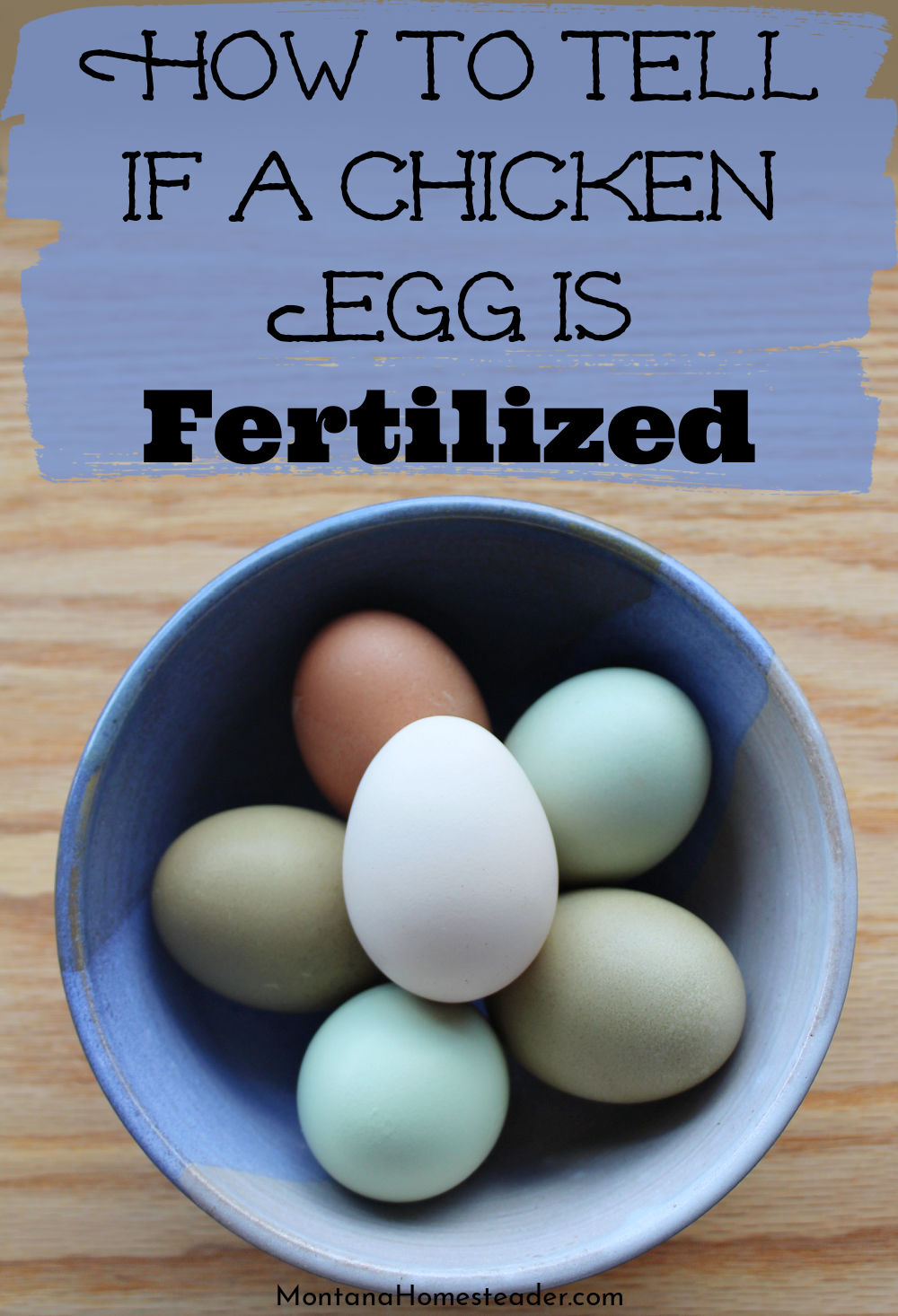 How to tell if a chicken egg is fertilized or unfertilized without cracking it open and by using a flashlight
