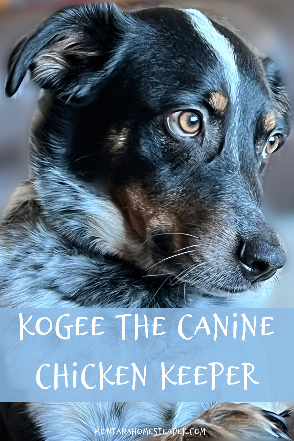 Kogee the canine chicken keeper how a cowdog helps herd chickens into the coop and even runs inside the coop with the chickens