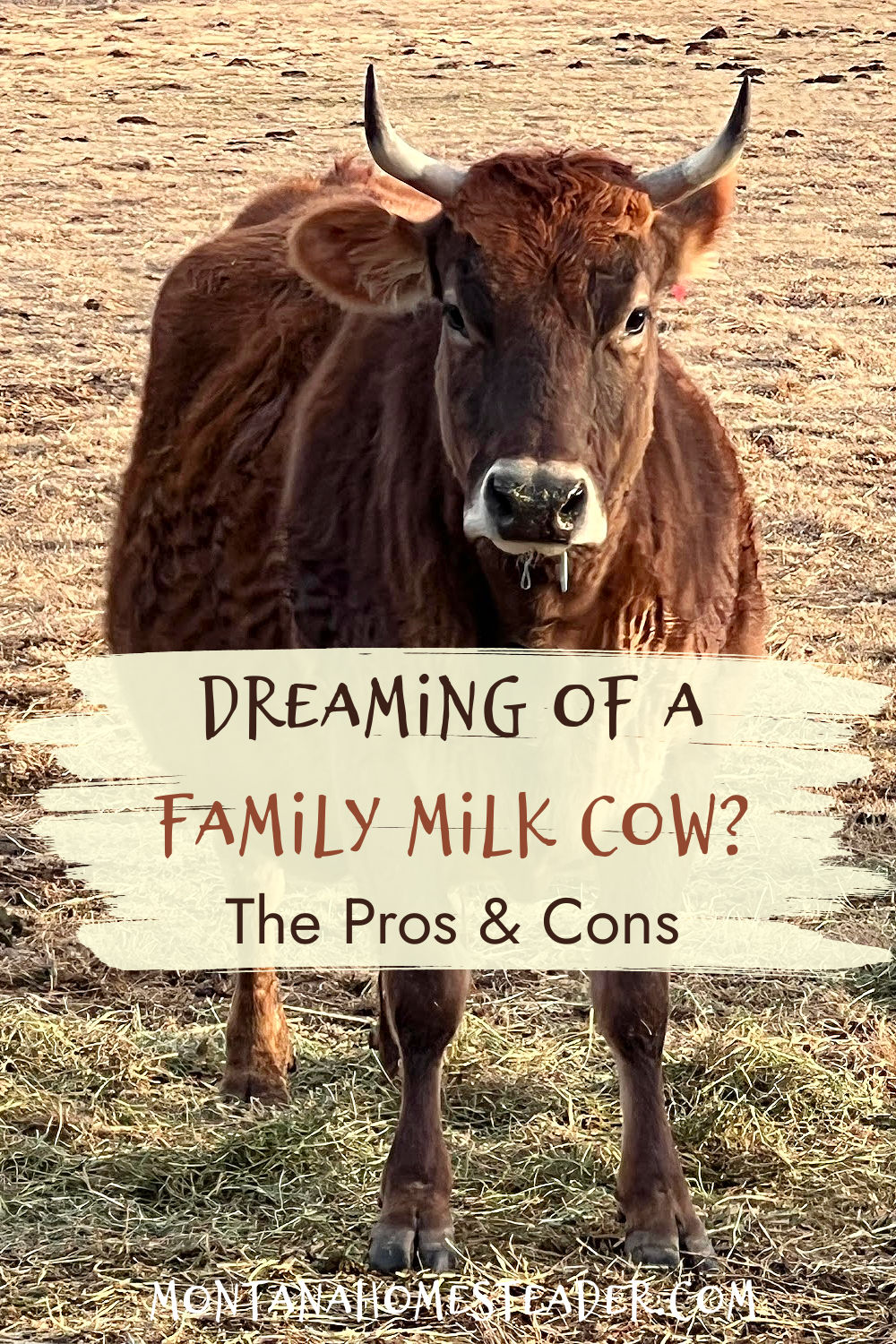 The pros and cons of owning a family milk cow to help you decide if owning a dairy cow is right for you
