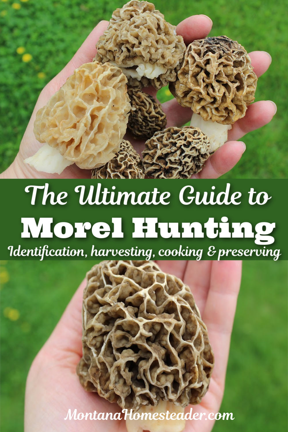 The ultimate guide to hunting for morel mushrooms identifying harvesting cooking preserving handful of golden yellow morel mushrooms