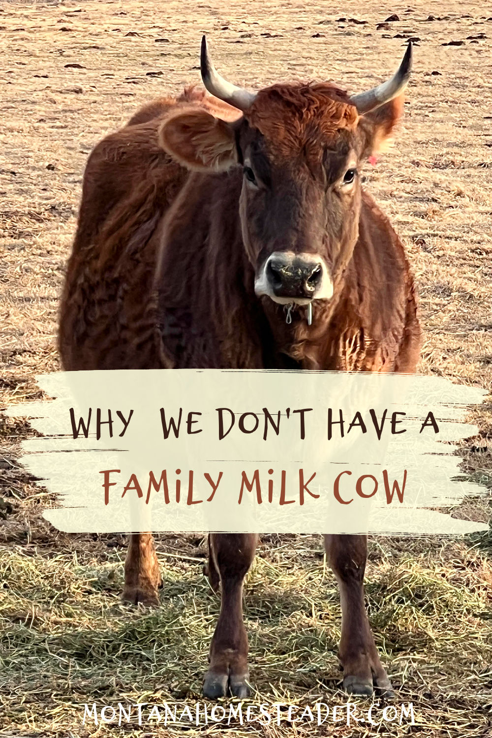 Why we don't own a family milk cow the pros and cons of owning a dairy cow expenses time consuming milking