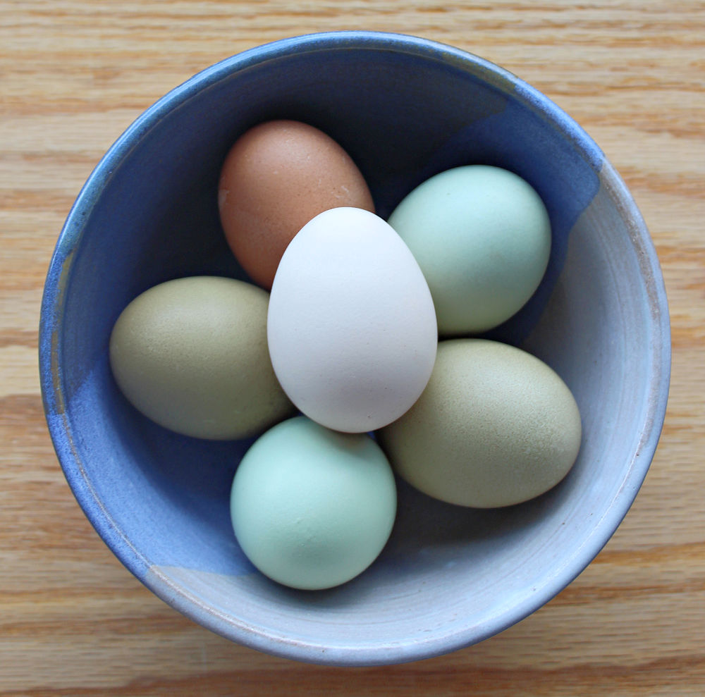 Why do chickens stop laying eggs and what to do to naturally increase chicken egg production bowl of colorful eggs green eggs blue eggs white eggs brown eggs in blue ceramic bowl on wood board