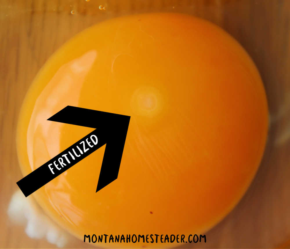 How to tell if a chicken egg is fertilized by looking for the bullseye circle germinal spot on the yolk cracking open an egg