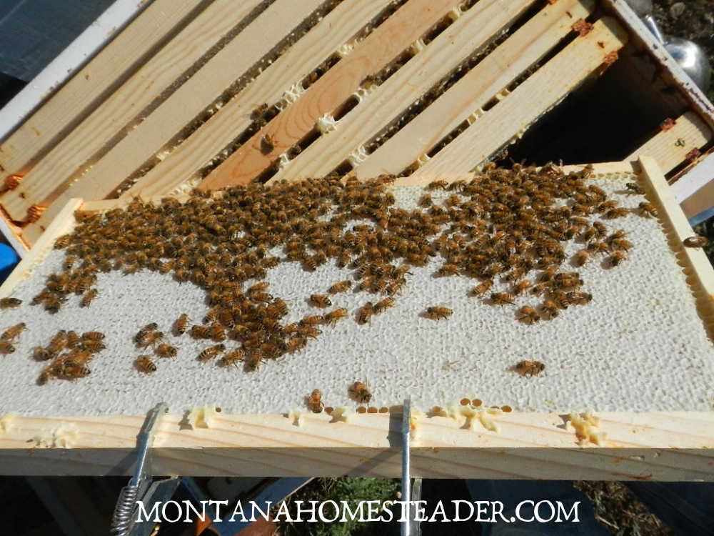 How to use a frame gripper lifter to pick up a honeycomb frame in bee hive supplies tools equipment for beginner beekeepers