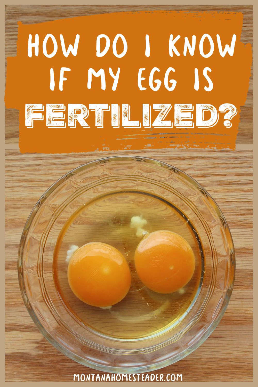 How do I know if my chicken egg is fertilized or unfertilized without cracking it open using a flashlight