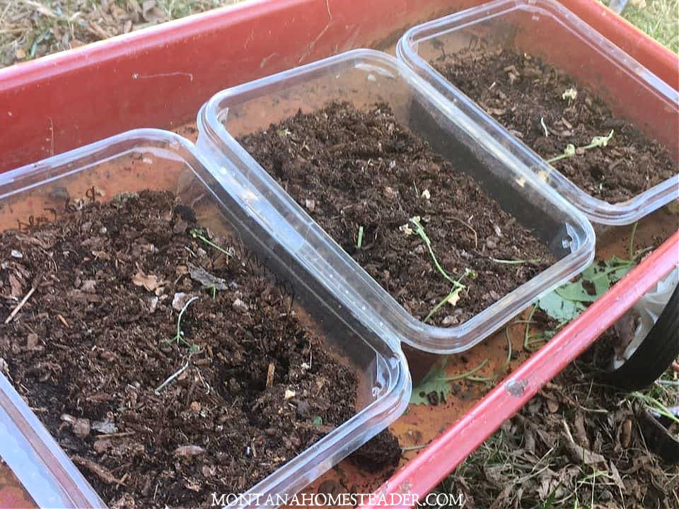 How to start garden seeds indoors easy method and harden off seedlings seed trays in antique wagon destroyed by chickens