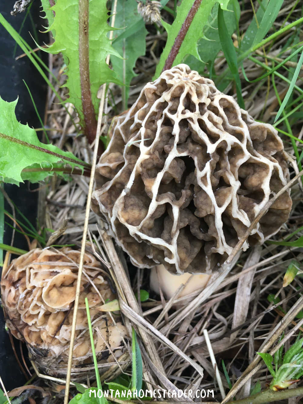 How to identify yellow morels black morel mushrooms false morels river bottom morel mushrooms growing in grass