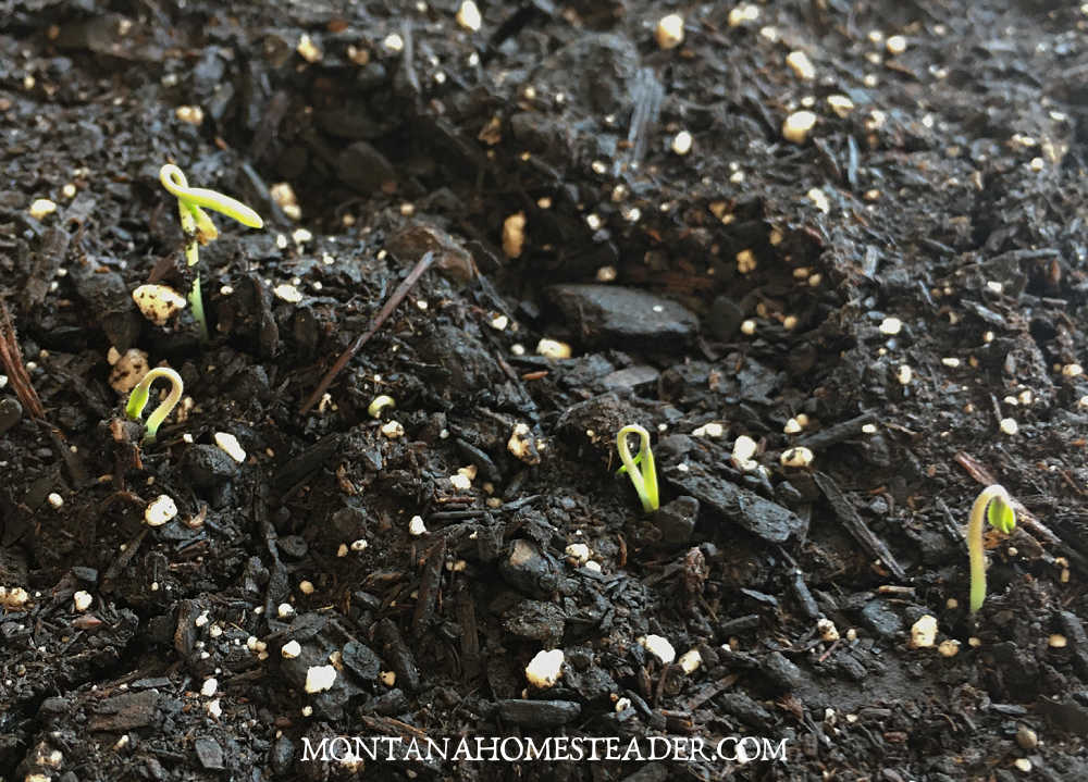 How to start vegetable garden seeds indoors without grow lights monitor seed pots trays for growth first seeds starting to sprout through the soil