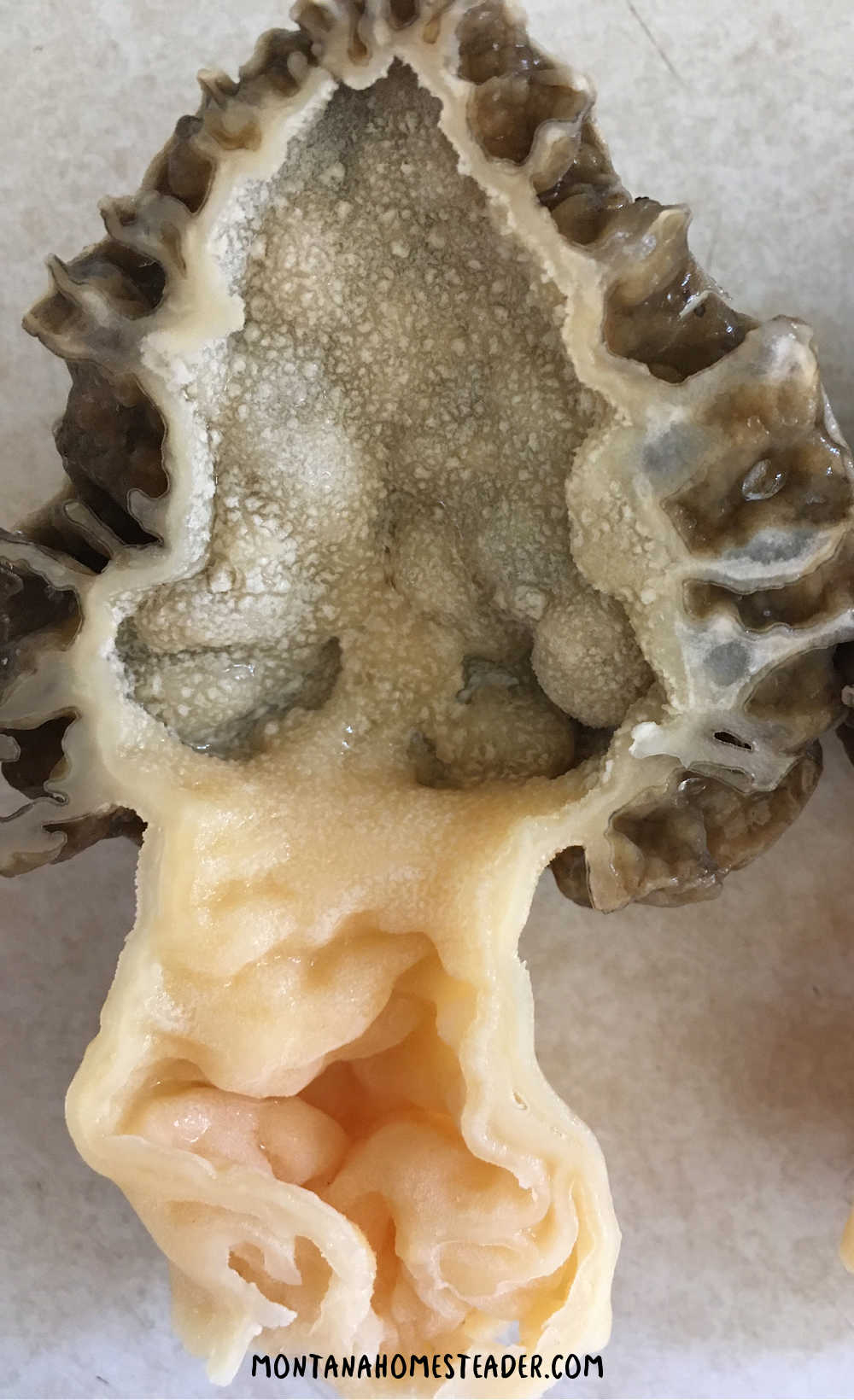 How to identify a morel mushroom how to tell the difference between a morel and false morel mushroom cut in half hollow center