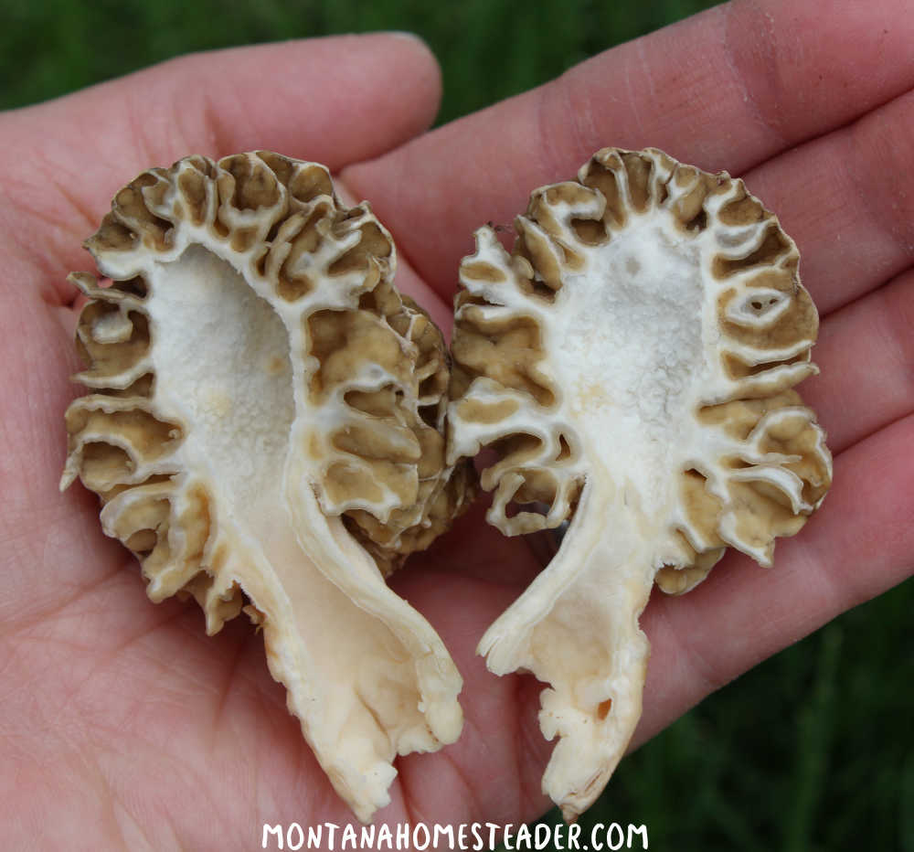 How to identify morel mushrooms how to clean bugs out of morel mushrooms cut in half morel soaked in salt water