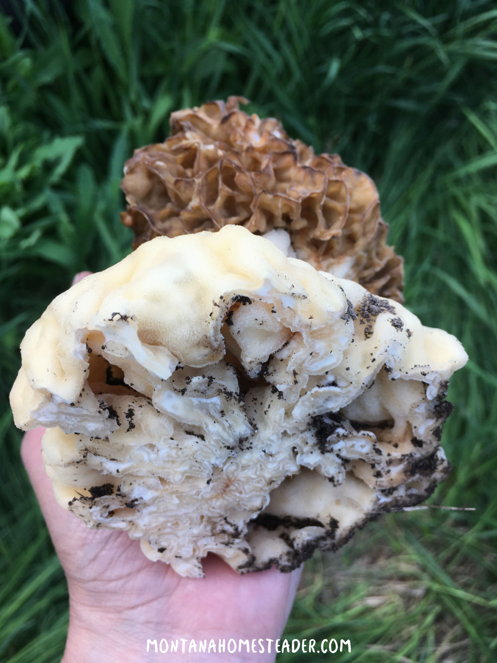 The secret to finding giant yellow morel mushrooms in river bottoms base of giant morel mushroom bigger than adult hand