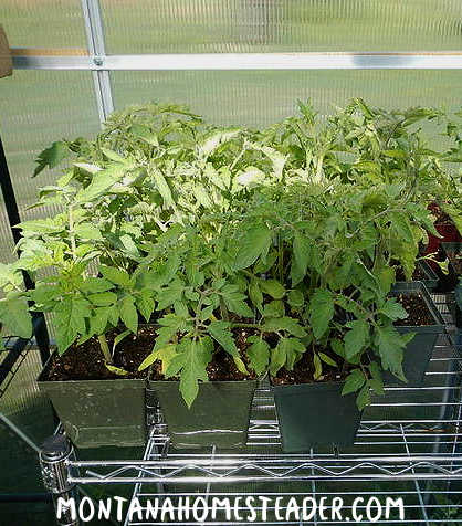 How to grow a salsa garden and use a greenhouse to grow the best tomatoes and peppers for homemade salsa tomatoes in seedling pots on a shelf in the greenhouse
