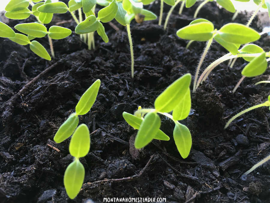 How to grow tomatoes from seeds and grow a salsa garden tiny seedling tomatoes sprouting in soil to make homemade salsa