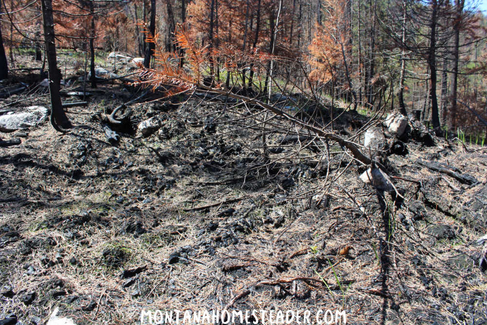 Where is the most common place to find morel mushrooms forest fire burn scars desolate burned ground with blackened trees around it and morel mushrooms growing up out of the ashes