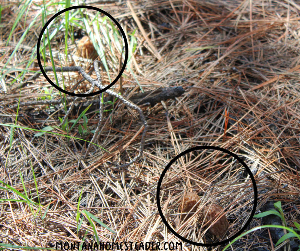 where to find morel mushrooms temperature and moisture levels needed clusters of morel mushrooms growing up out of thick bed of ponderosa pine needles camouflaged