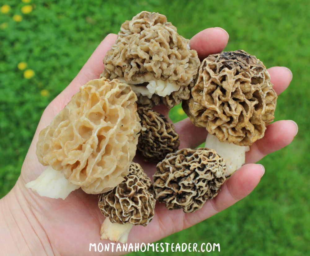 How to identify morel mushrooms yellow morels the secret to finding morel mushrooms handful of yellow light brown morel mushrooms harvested in river bottom by old aspen cottonwood trees