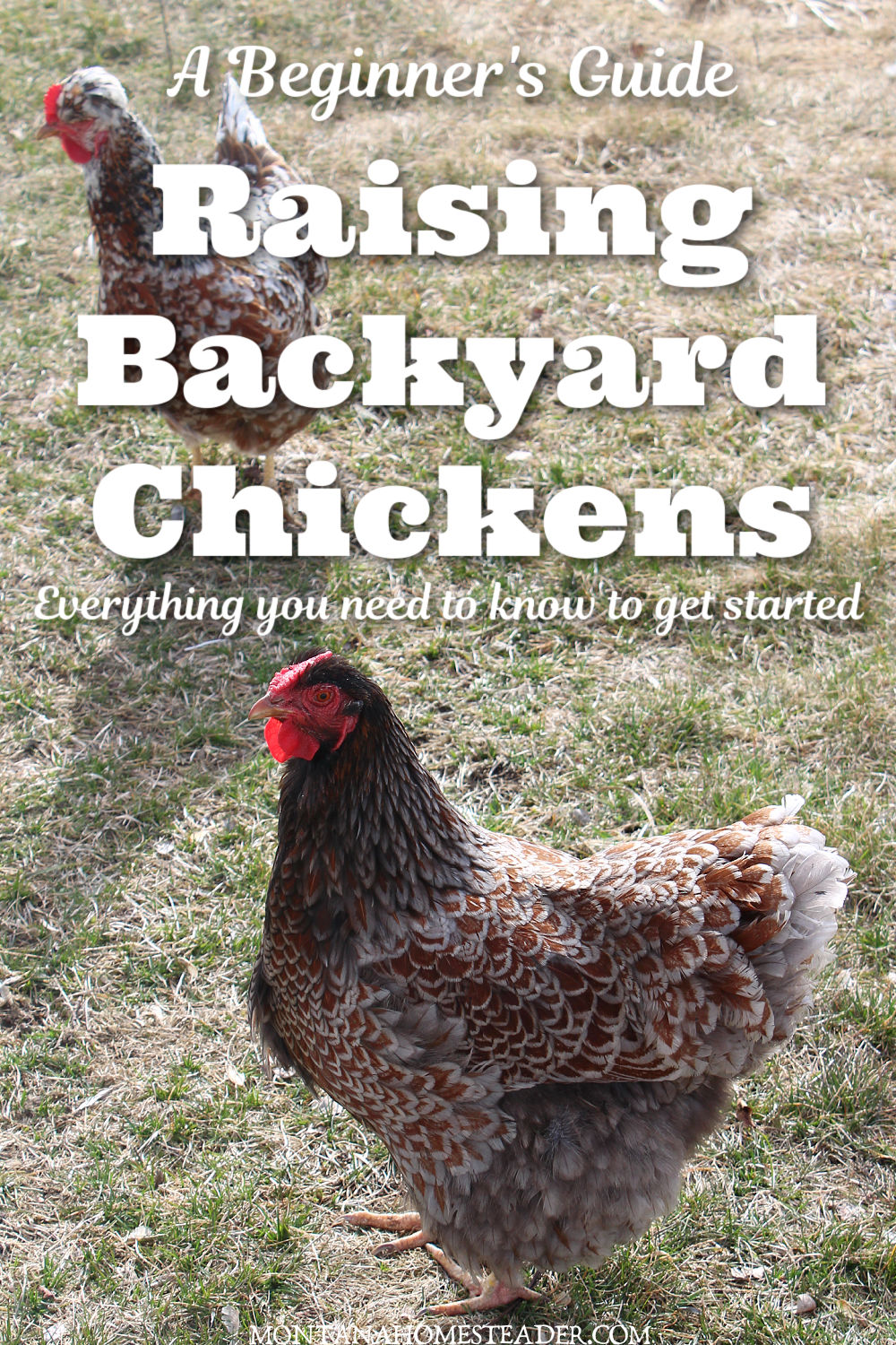 A beginner's guide to raising backyard chickens for eggs 5 basic steps speckled swedish flower hen blue laced red wyandotte hen foraging in grass