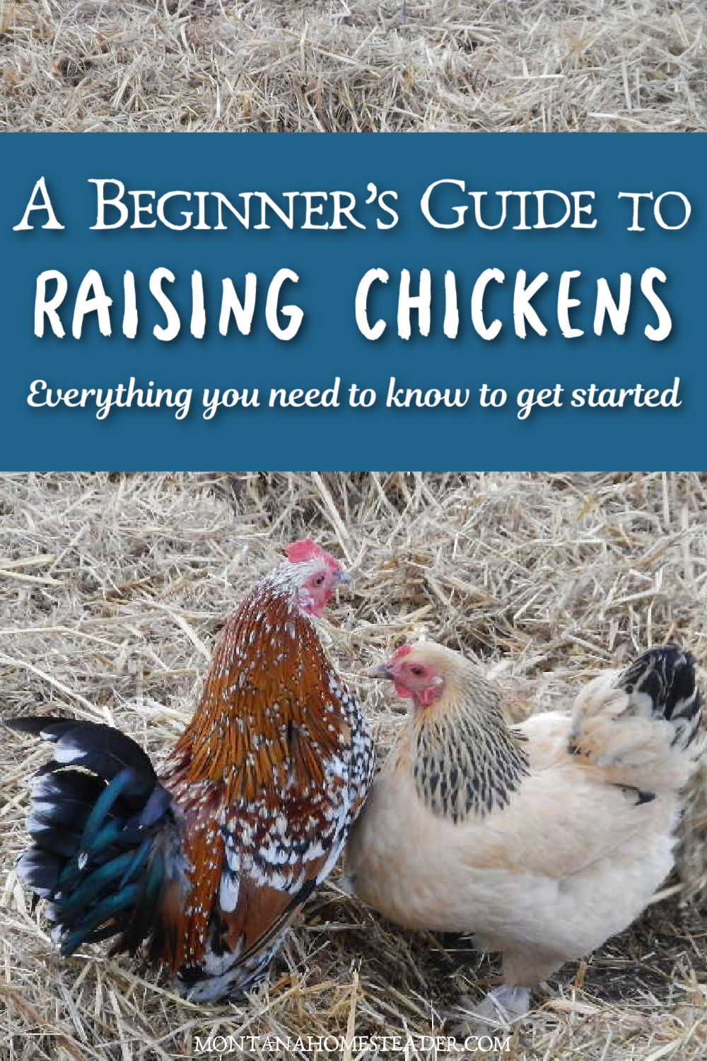 the beginners guide to raising backyard chickens for eggs colorful mille fleur rooster and golden brahama bantam hen standing in straw