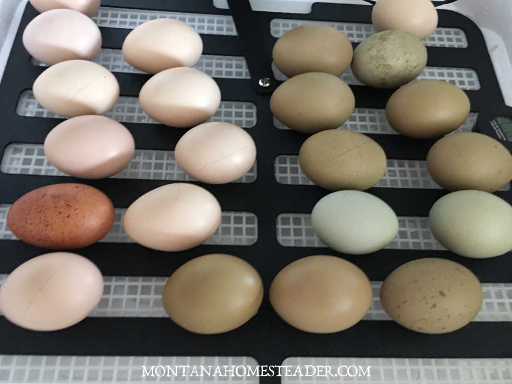 How to hatch chicks in an incubator black egg turner in incubator filled with green blue dark brown and cream fertile eggs to hatch into chicks