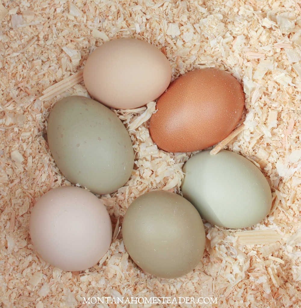 How to raise backyard chickens for eggs nest box full of a rainbow of colored chicken eggs 