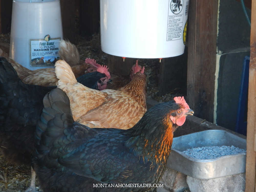 How to start raising chickens for eggs how to make 5 gallon bucket waterer hanging in chicken coop chickens drinking water