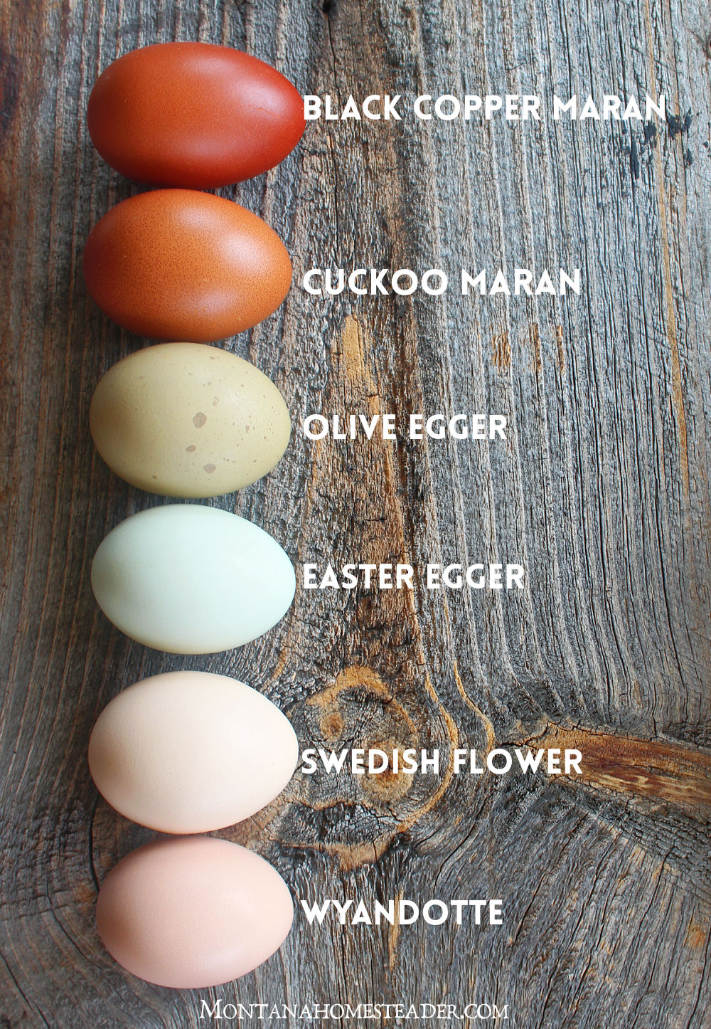 which chicken breeds to raise that lay colorful eggs line of rainbow eggs dark brown green olive egger blue easter egger cream pink