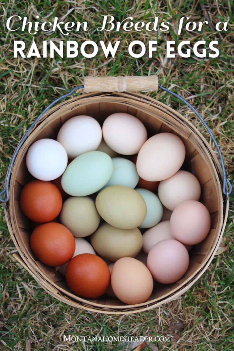 Which chicken breeds lay colorful rainbow of eggs egg basket full of colorful rainbow eggs cream brown blue green eggs