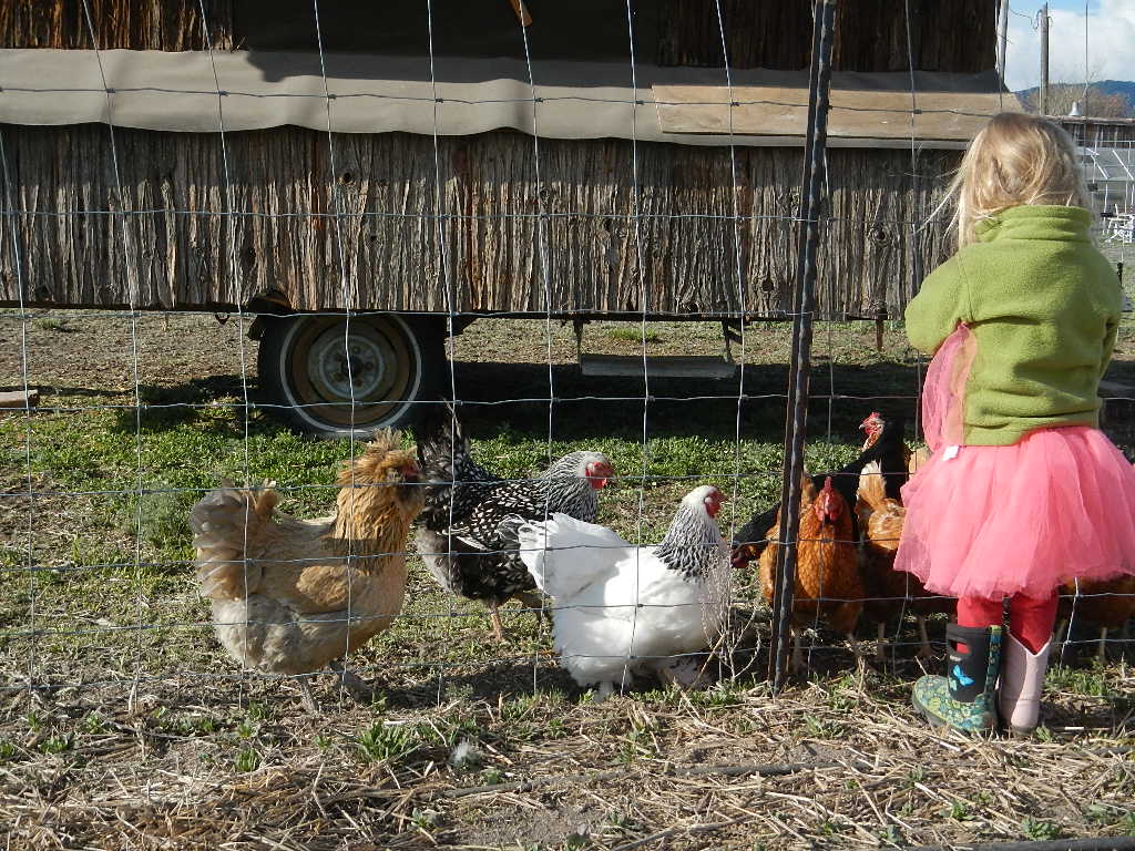 How to raise a backyard flock of chickens for eggs toddler wearing tutu feeding flock of chickens by a large coop