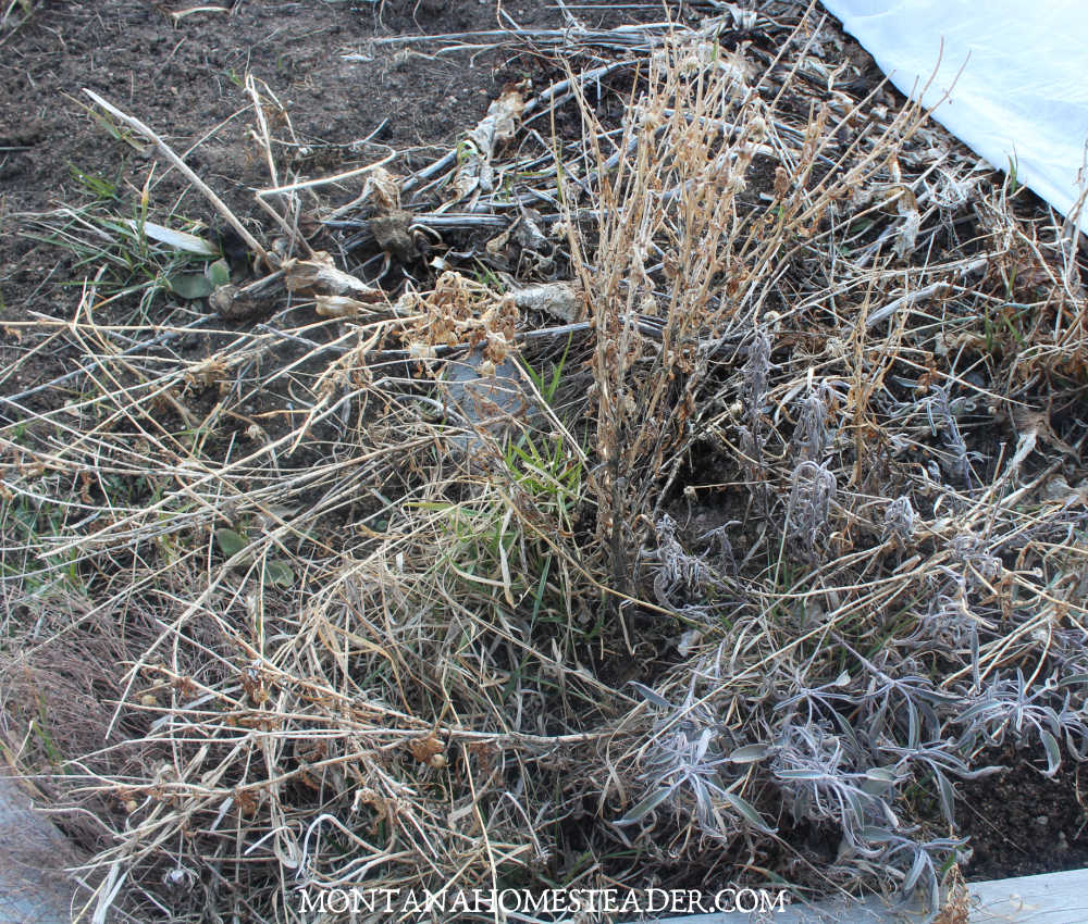 Spring farm chores on the homestead how to clean up a garden and prep garden for planting cutting back perennials herb garden filled with last years dead growth overwintered