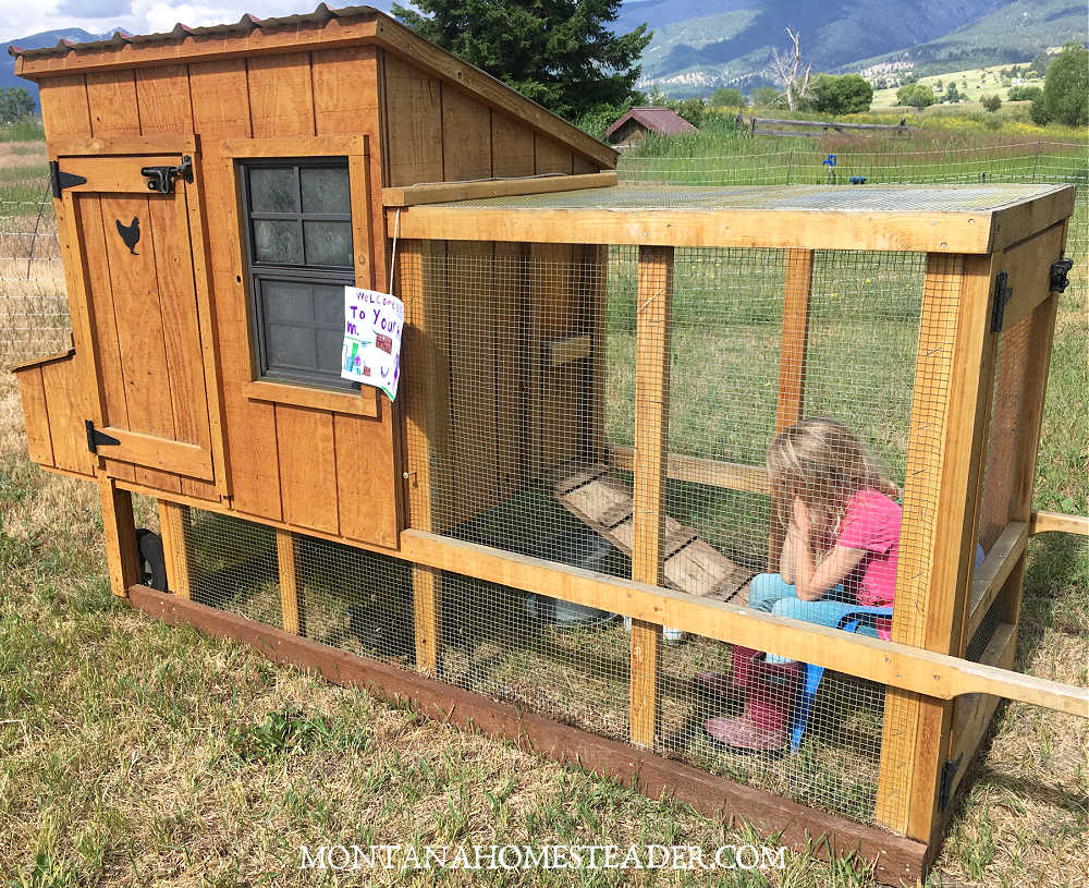 How to raise backyard chickens what are the disadvantages of keeping chickens child sitting in chair in chicken coop watching flock of chickens 