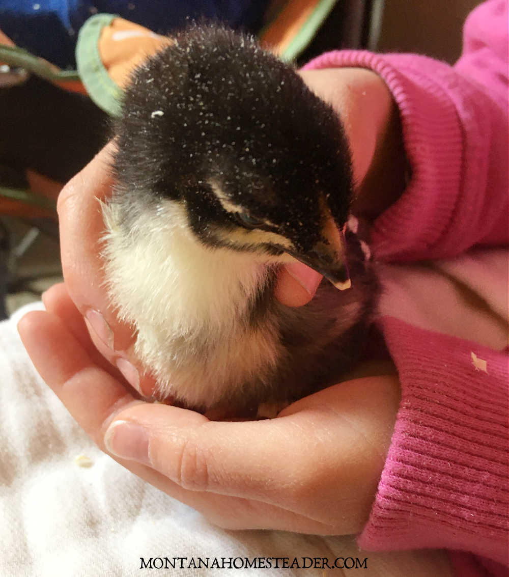How to raise backyard chickens for eggs how to raise baby chicks child holding black copper maran chick in hand
