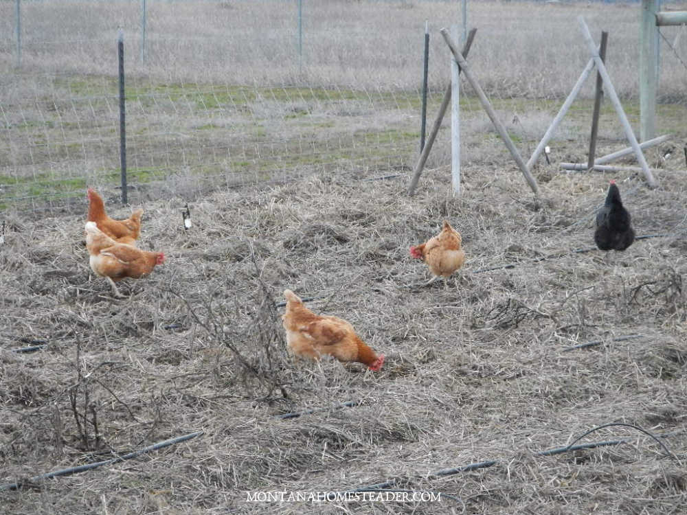 How to start raising chickens for eggs how to use chickens in the garden for clean up in winter chickens foraging garden beds 